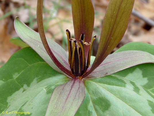 {Trillium freemanii}